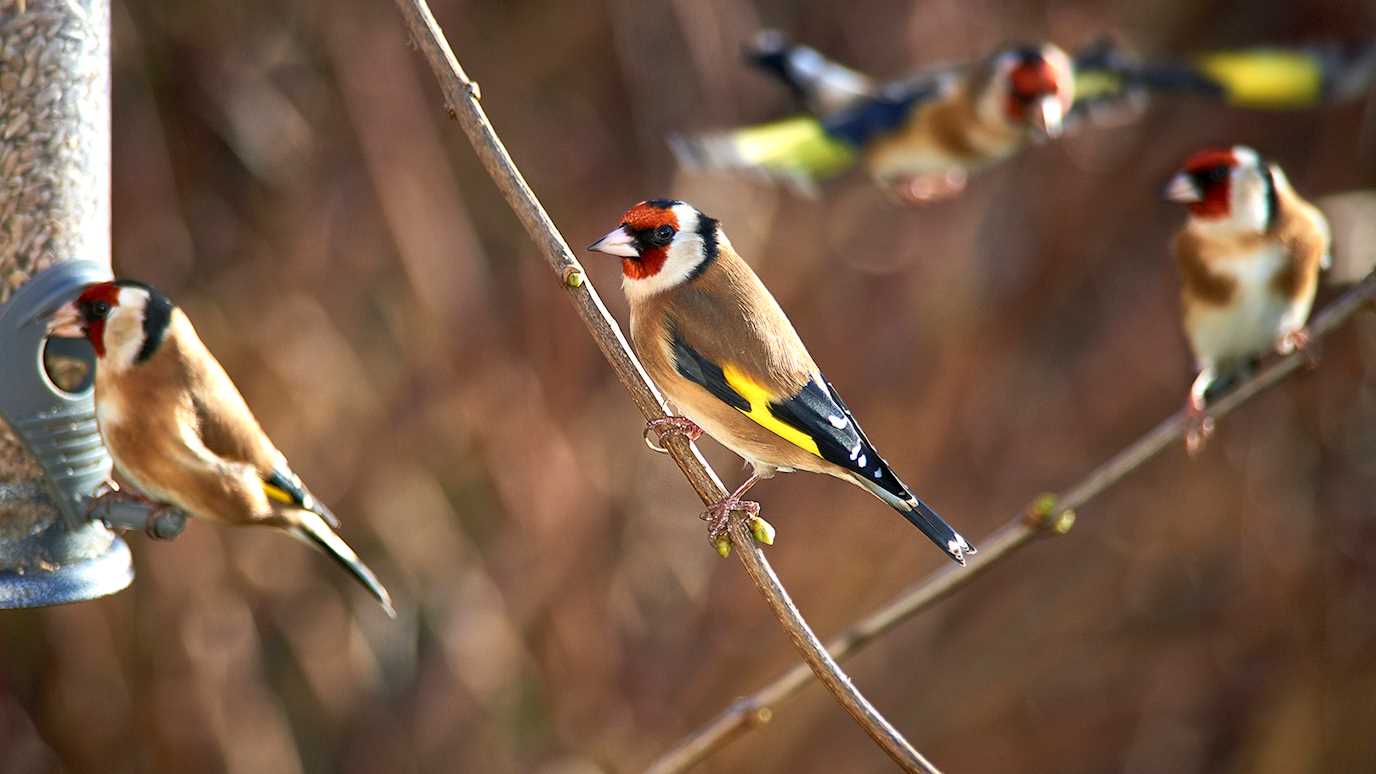 Birds goldfinch