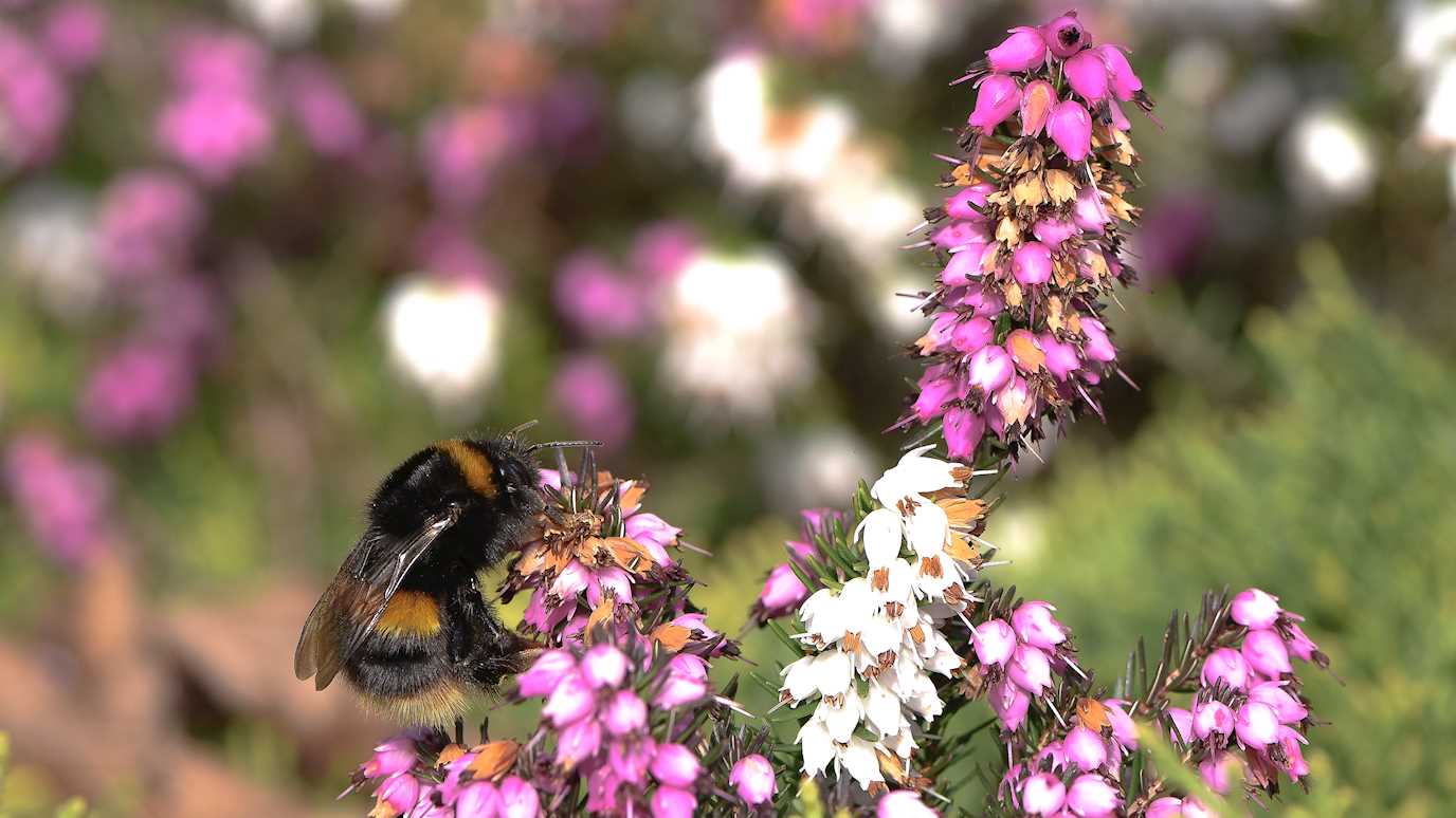 A buff-tailed bumblebee (Bombus terrestris) queen foraging in a florally enhanced landscape.  Photo credit Arran J Folly 2019