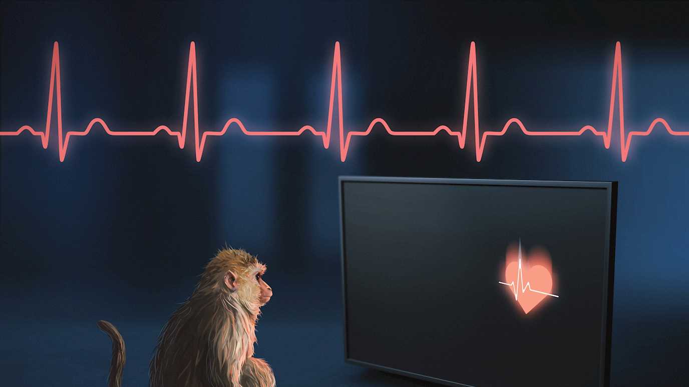Manos T monkey research image - Credit_Matthew Verdolivo UC Davis IET Academic Technology Services.jpg
