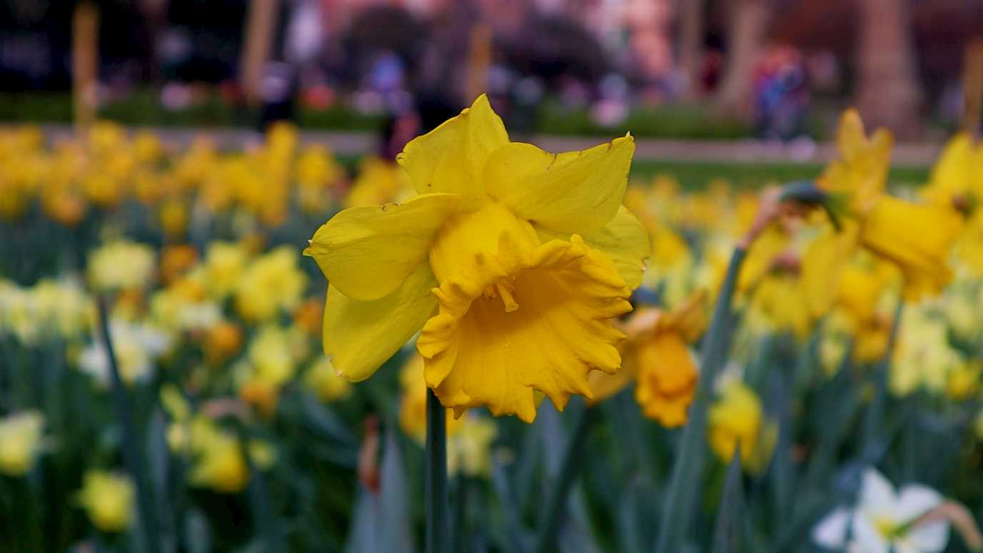 Daffodils close up London Graduate School