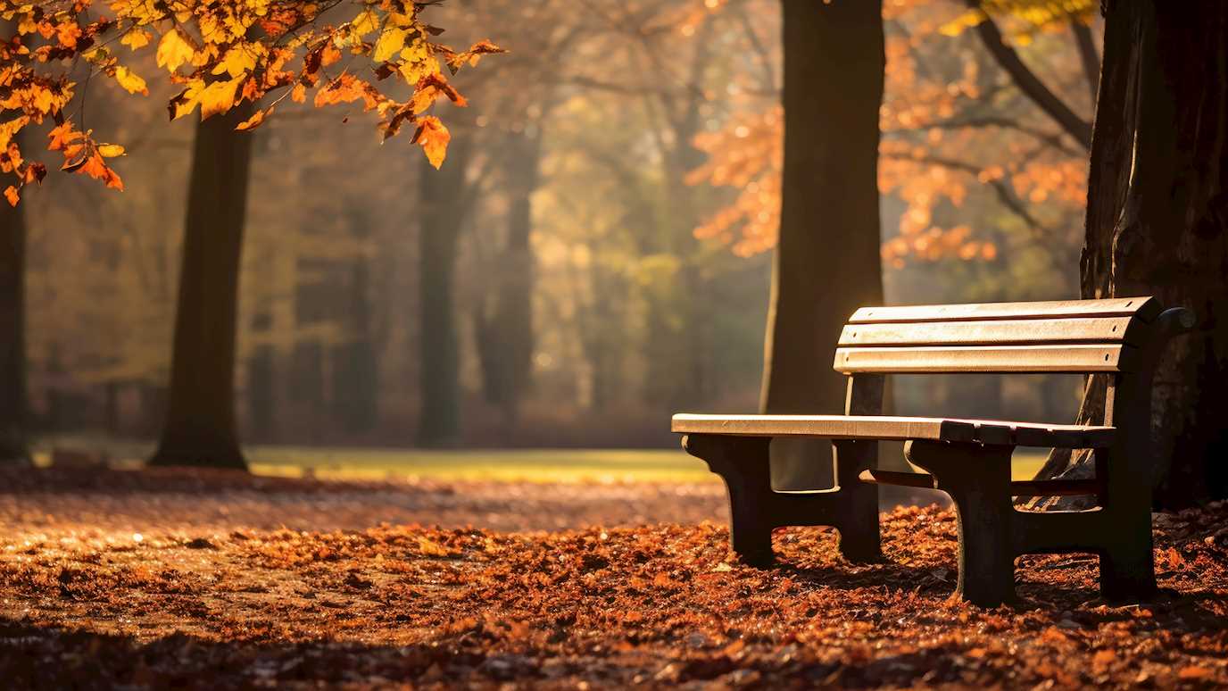 Lone Bench Autumn Park Surrounded By Fallen Leaves