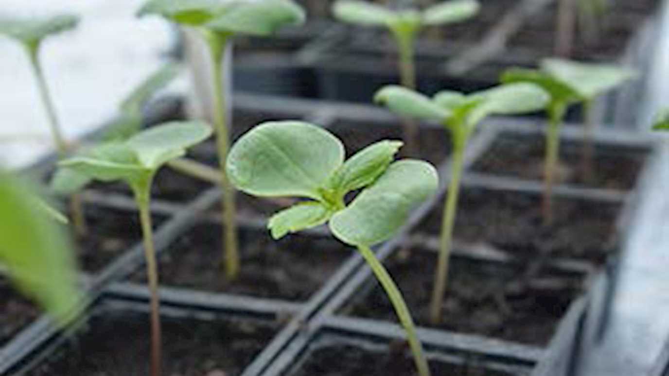 Glasshouse seeds - Biological Sciences research