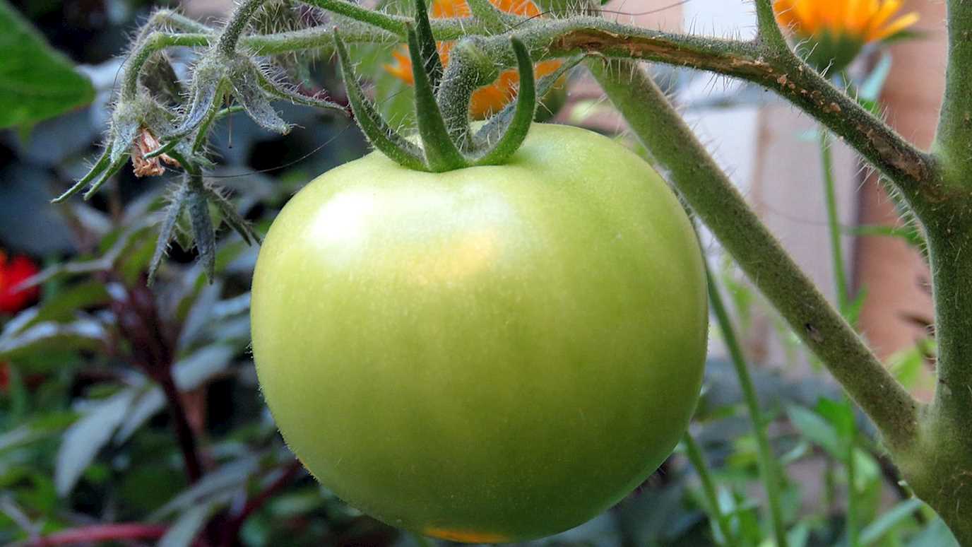 green tomato on the vine - biological sciences plant molecular sciences